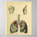 Search for lung anatomy art Medical