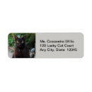 Search for cat return address Animals
