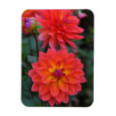 Search for perennials magnets Floral