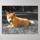 Search for inu dog posters Shiba