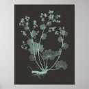 Search for botanical study posters Charcoal
