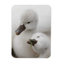 Search for cygnet magnets Swan