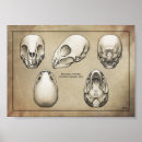 Search for vampire skull art Skeleton