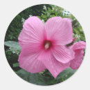 Search for pink hibiscus stickers Garden