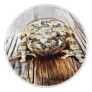 Search for frog knobs and pulls Cute