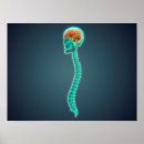 Search for spine posters Spinal column
