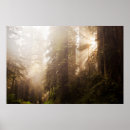 Search for redwood tree posters Usa