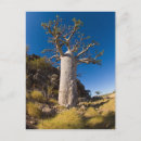 Search for landscape postcards Tree