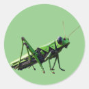 Search for green grasshopper stickers Nature
