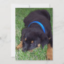 Search for pup invitations Dogs