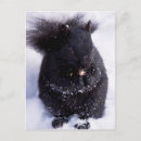 Search for scavenger postcards Wildlife