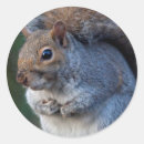 Search for grey squirrel stickers Rodents