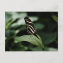 Search for leaf insect postcards Nature