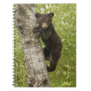 Search for adams notebooks Tree