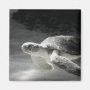 Search for turtled magnets Animal