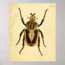 Search for blue beetle posters Nature