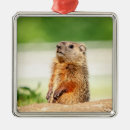 Search for groundhog christmas tree decorations Animal