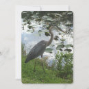 Search for great blue heron cards Bird