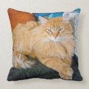 Search for ginger cat cushions Kitty