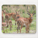 Search for impala mousepads Wildlife