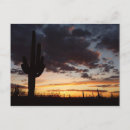 Search for saguaro cactus postcards Photography