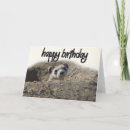 Search for ferret birthday cards Animals
