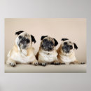 Search for tilt posters Pet