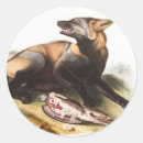 Search for fox illustration stickers Wildlife