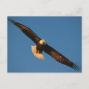 Search for prey postcards Bird of prey