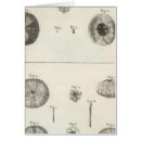 Search for echinoderm Sea