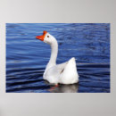 Search for swimming in water posters Pond