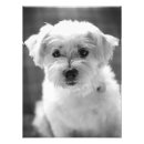 Search for dog nose art Puppy