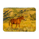 Search for sanctuary magnets Horse