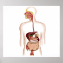 Search for human digestive system posters Internal organs