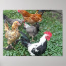 Search for bantam posters Farm