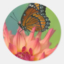 Search for mimic stickers Limenitis archippus