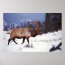 Search for reindeer posters Photography