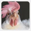 Search for chicken hen bird stickers Funny