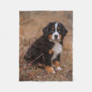 Search for bernese mountain dog blankets Animal
