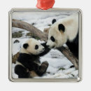 Search for decorative premium christmas tree decorations Square
