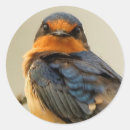 Search for swallow stickers Wildlife