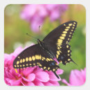 Search for swallowtail butterfly stickers Insect