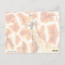 Search for baby pattern postcards White