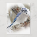 Search for blue jay postcards Cyanocitta cristata