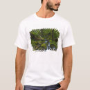 Search for temperate Stream