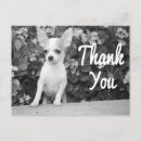 Search for chiwawa postcards Puppies