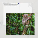 Search for bohol Tarsier
