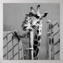 Search for giraffe posters Black and white