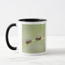 Search for hokkaido mugs Horizontal
