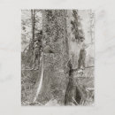 Search for loggers postcards Logging